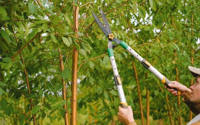 Tree trimming in Arcadia, IA